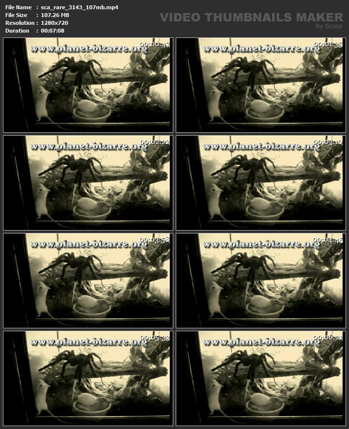 sca_rare_3143_107mb.mp4.jpg